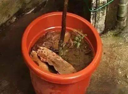 梅雨季如何防范花草烂根？