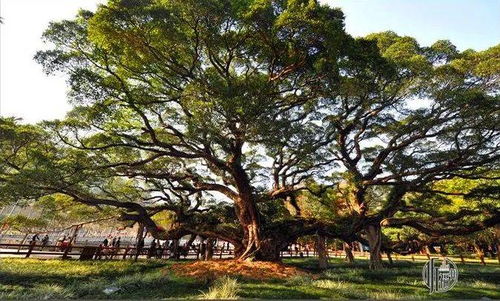 苗商老王的经验分享：木棉花开， 无忧树搬家时
