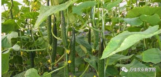 霜霉威，防范黄瓜病害的好手