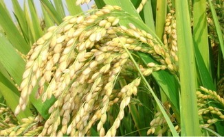 花生结荚期农药使用，你真的了解吗？