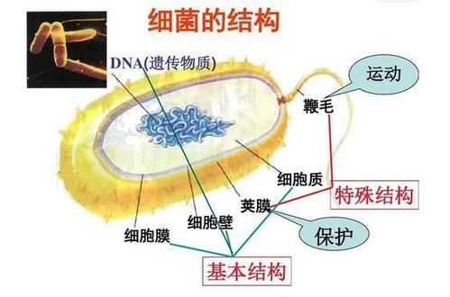 破坏真菌细胞膜：让真菌变成“漏气轮胎”