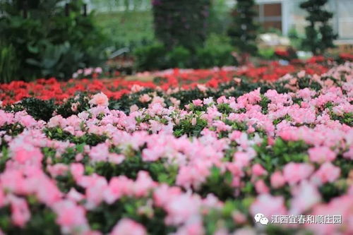 杜鹃花的养护要点