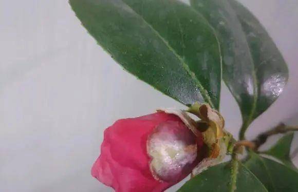 茶花主干受伤，如何处理才能避免感染