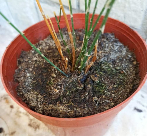 土壤的酸碱度，花儿们的小脾气