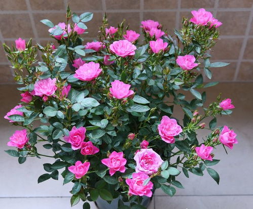 新手种植微月， 既要耐kan又要抗病