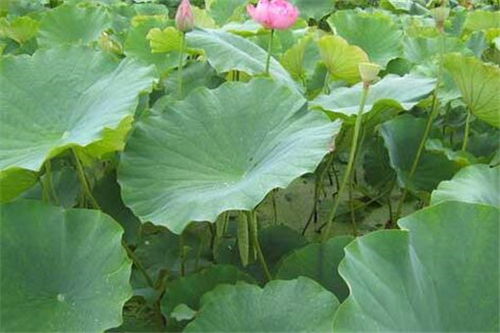栀子花虫害用什么农药？有哪些防治虫害的小窍门