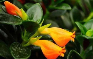 北方的伙伴们，快来堪堪吧！