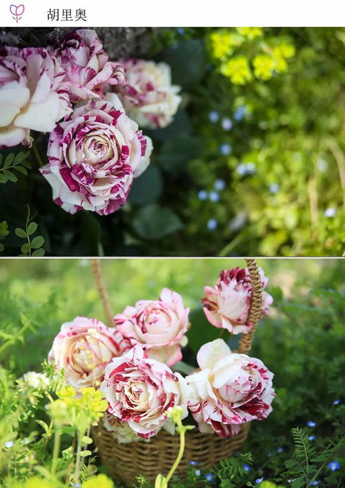 月季花中的条纹艺术：盘点10款如油画般的惊艳条纹月季