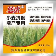 除草剂洗澡， 麦子晾干