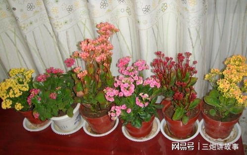 耐旱耐寒，长寿花和蟹爪兰来帮忙