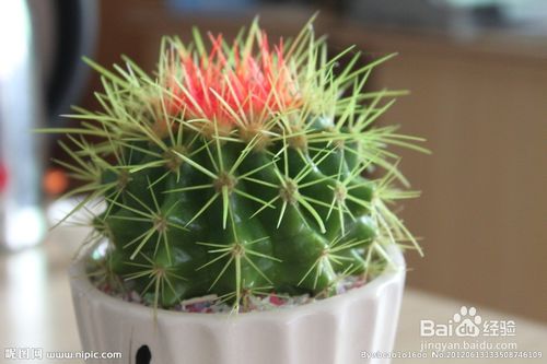 仙人球种植方法中，如何避免仙人掌因浇水不当而导致的根部腐烂问题