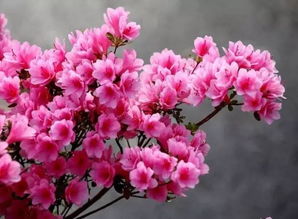 门口的风景，杜鹃花的家