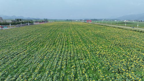 南阳卧龙订单高粱：金穗飘香， 乡村振兴新篇章