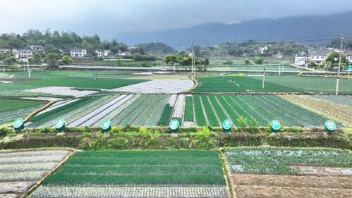 四季葱和小香葱种植方法有何不同？四季葱如何种植才能四季常青