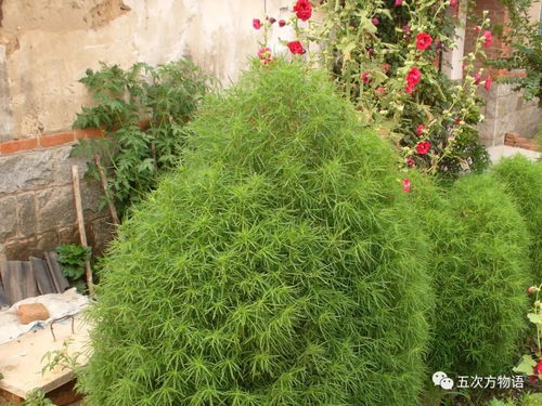 地肤苗茎直立，叶披针形