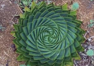 奇特的螺旋叶片， 大自然的秘密花园