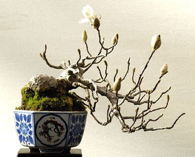 玉兰之城， 美丽南召