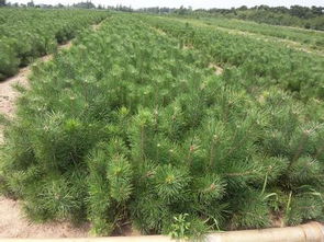 未成林松树补偿标准的影响因素