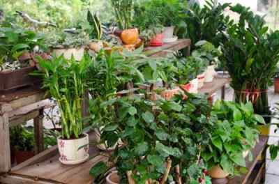 红枣花卉嫁接技术：创新园艺，美化生活