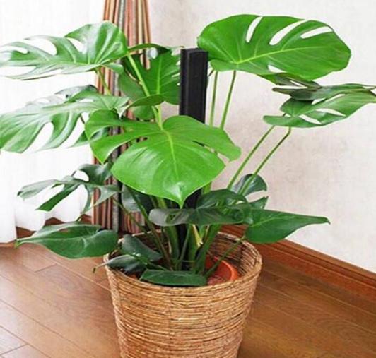 巴西木生长需施用富含氮、磷、钾的复合肥料