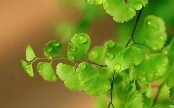 藤类植物有哪些益处？它们在自然界中扮演着怎样的角色