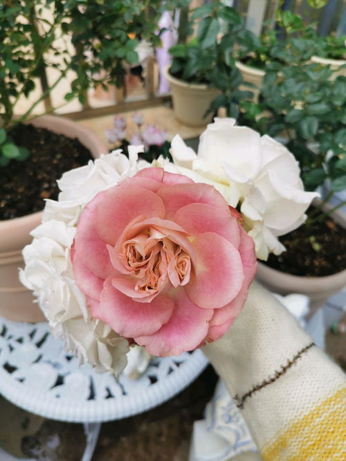 月季花的神秘面纱——地球末夜