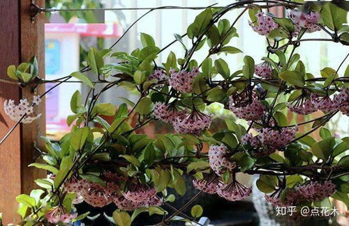 凤凰木市场价格波动，生长习性独特