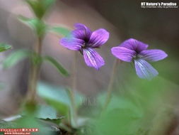 绿之铃花语揭秘：爆款花卉，一花独秀！