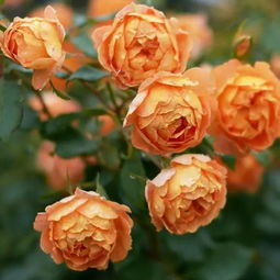 蜂蜜焦糖月季的种植技巧分享