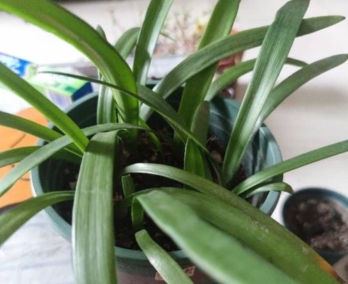 竹子的生长习性