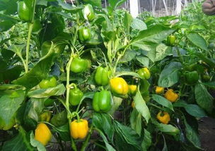 甜椒种植技术中，如何根据甜椒养护全攻略进行科学施肥以提高产量