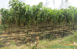 江苏宿迁苗木基地， 合理胸径与土球比，苗木生长良好