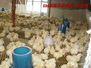 欣饲军猪饲料7030专业配方，对提高养殖效率有哪些具体作用？