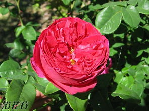 奥瑟罗的嫉妒心理：一种毁灭性的情感