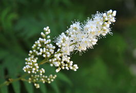 三招教你避开假种子