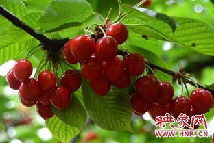 案例警示：提前播种遭遇倒春寒