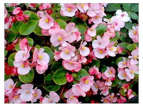四季海棠花有毒吗？家里养了这种花