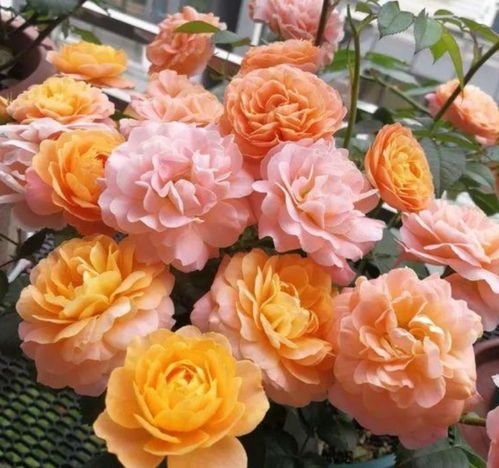 视频教程与实际案例