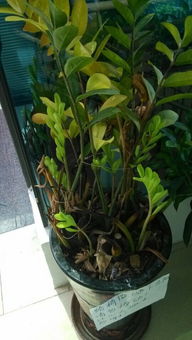 金钱树叶子发黄，怎么办？