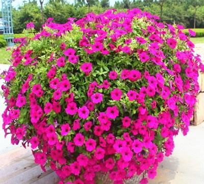 风仙花家庭养殖，这样养保证花开不断
