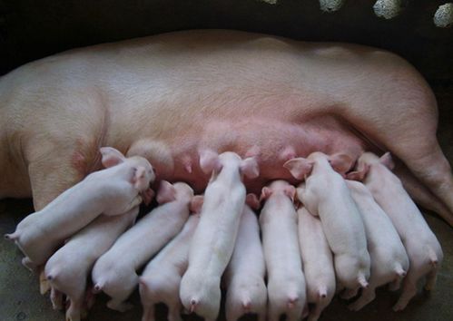 母猪哺乳期，养殖户如何科学喂养