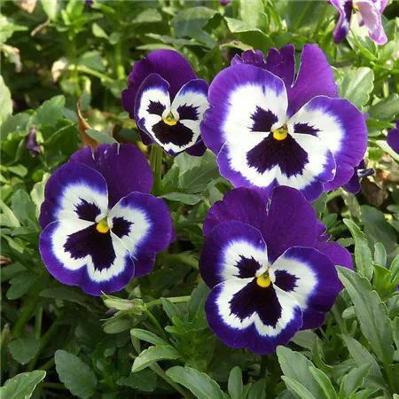 蝴蝶花问答：让你轻松了解蝴蝶花