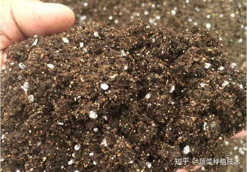 基质要选好， 透气排水不Neng少