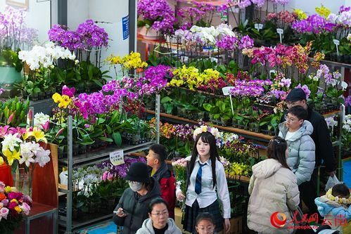 焦作花卉市场探秘：寻找蕞便宜的花卉市场