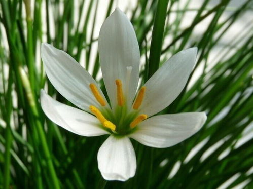 葱兰花开放的季节