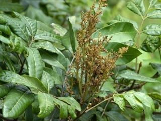 龙眼丛枝病的症状及防治