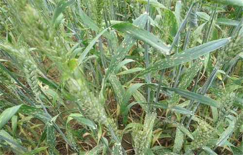 种植抗病品种， 先发制人