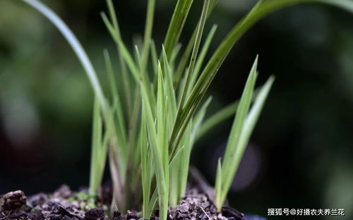 韭兰花种植技巧分享