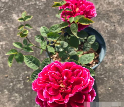 月季花烧根了怎么办？移栽时根断了怎么救？