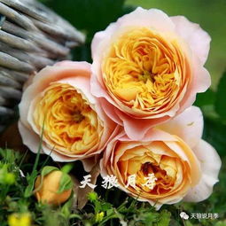 珊瑚心月季系列：美得不可方物，哪个品种更胜一筹？